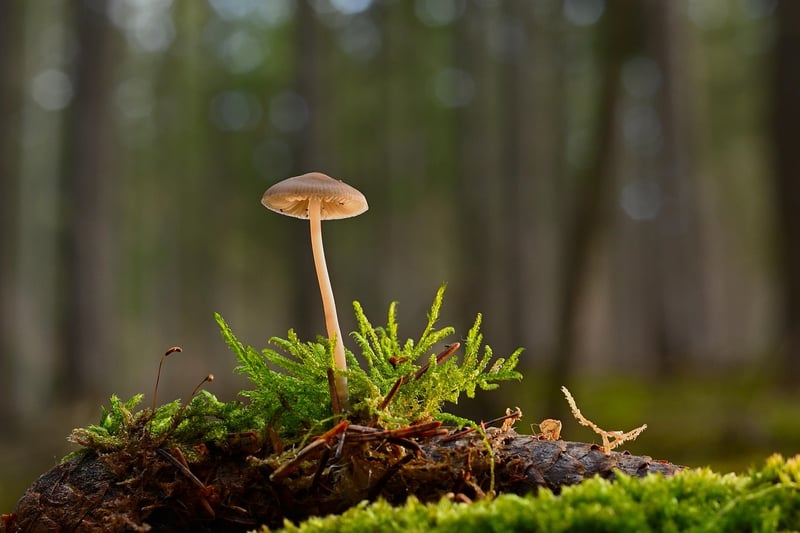 Woodland Mushroom Risotto